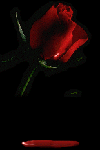 Rose / Sang