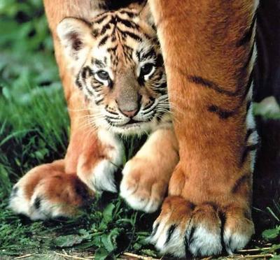 le BB lion