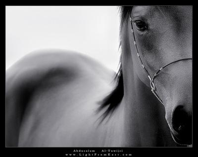 the cheval